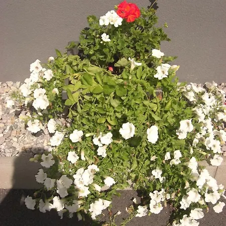 Gartenwohnung - Tanja Tipotsch Daire