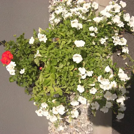 Gartenwohnung - Tanja Tipotsch